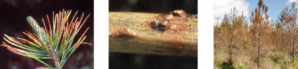 Dothistroma septosporum (Dothistroma needle blight)